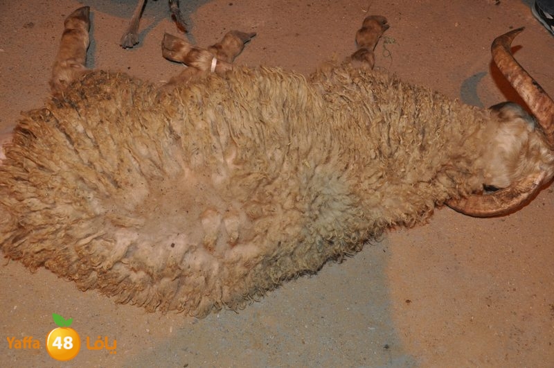 3eed ludj j31 (43).JPG